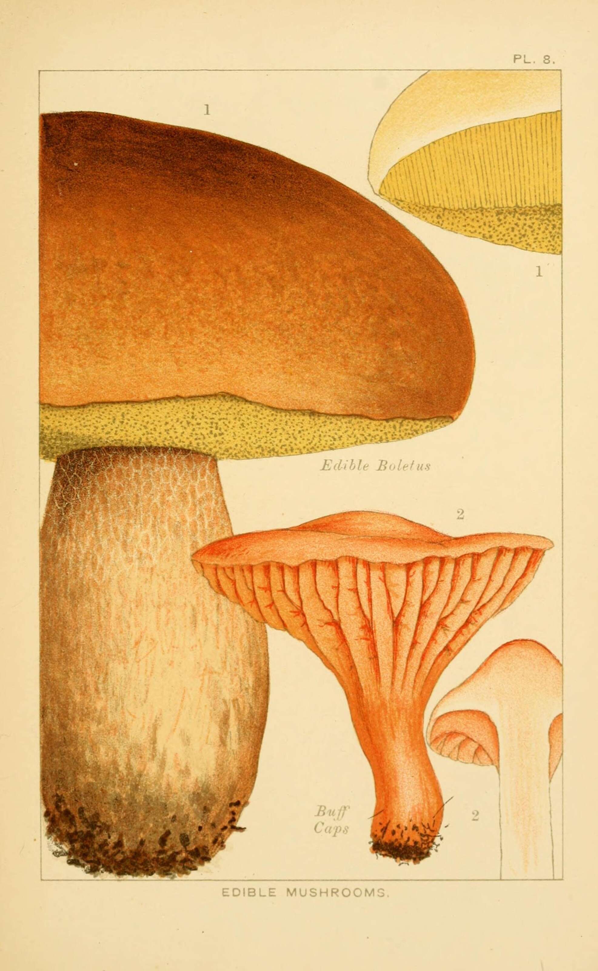 Image of Cuphophyllus pratensis (Fr.) Bon 1985