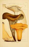 Image of Calvatia gigantea (Batsch) Lloyd 1904