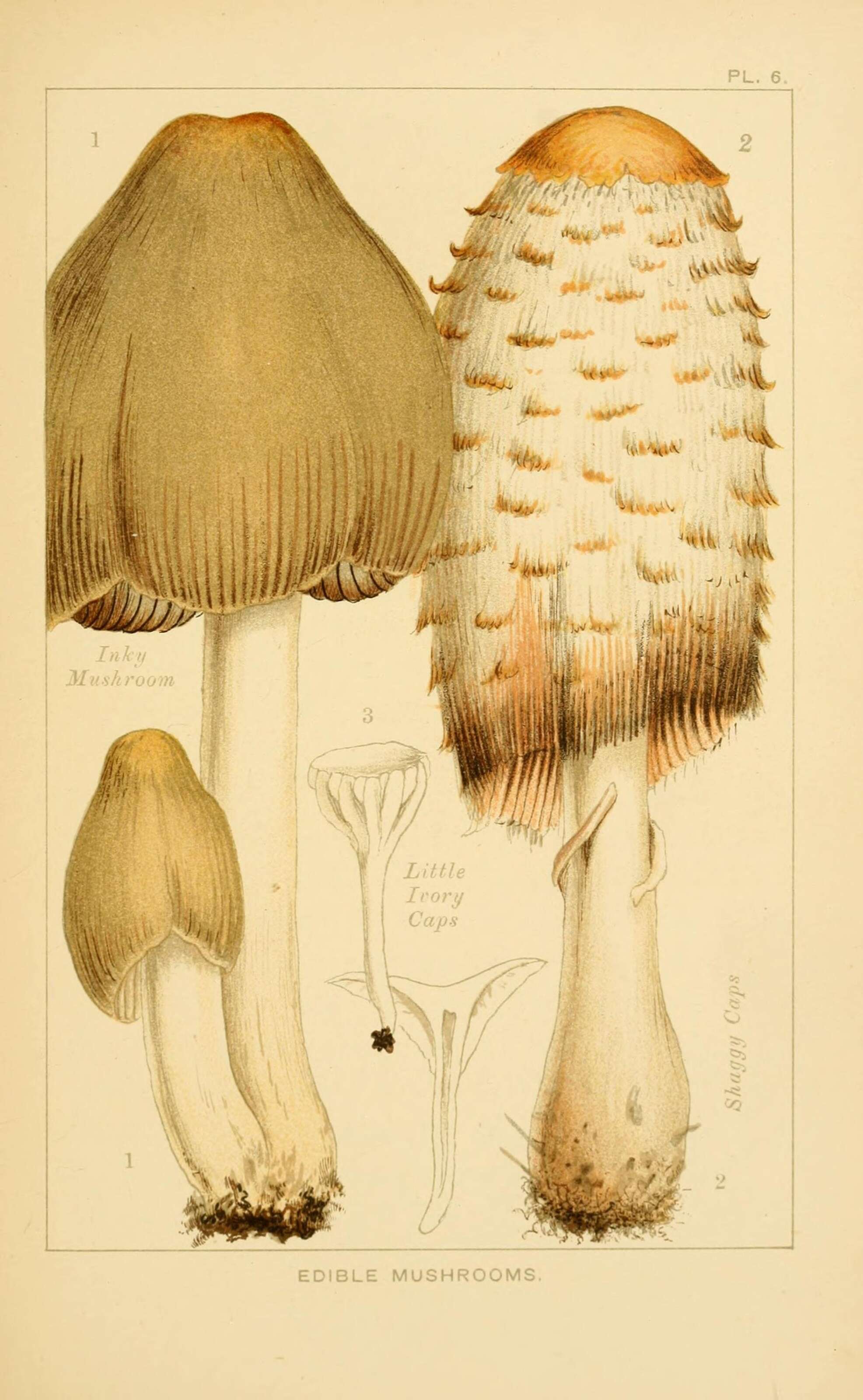 Image of Snowy Waxcap