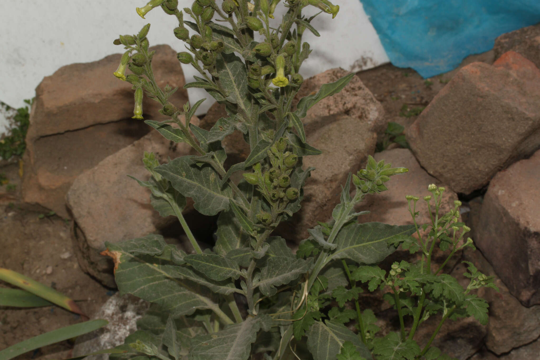 Image of Aztec tobacco