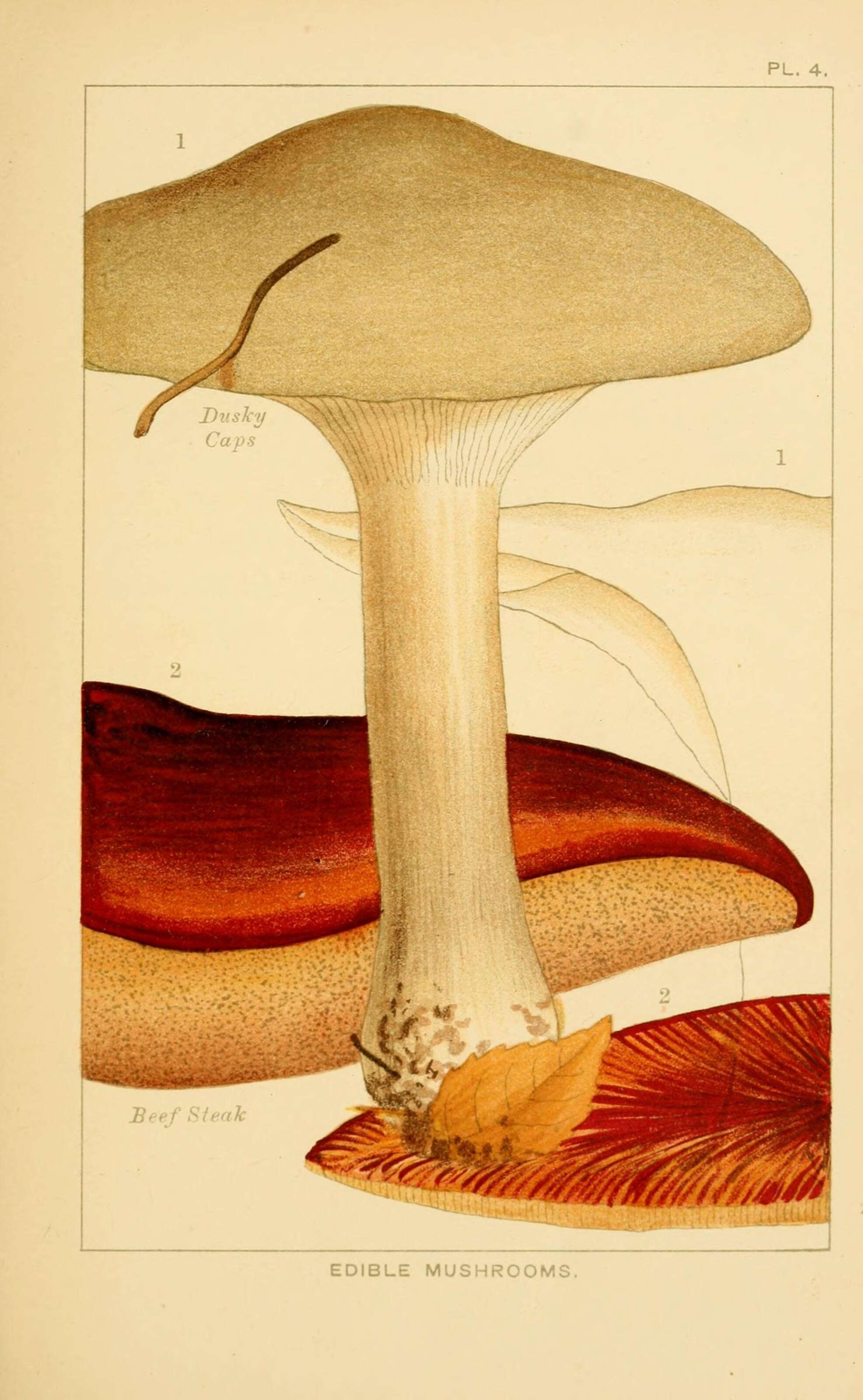 Image of Clitocybe nebularis (Batsch) P. Kumm. 1871