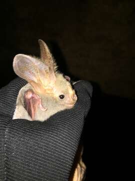 Image of Heart-nosed bat