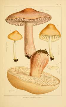 Image of Marasmius oreades (Bolton) Fr. 1836