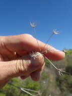 Image of Anginon paniculatum (Thunb.) B. L. Burtt