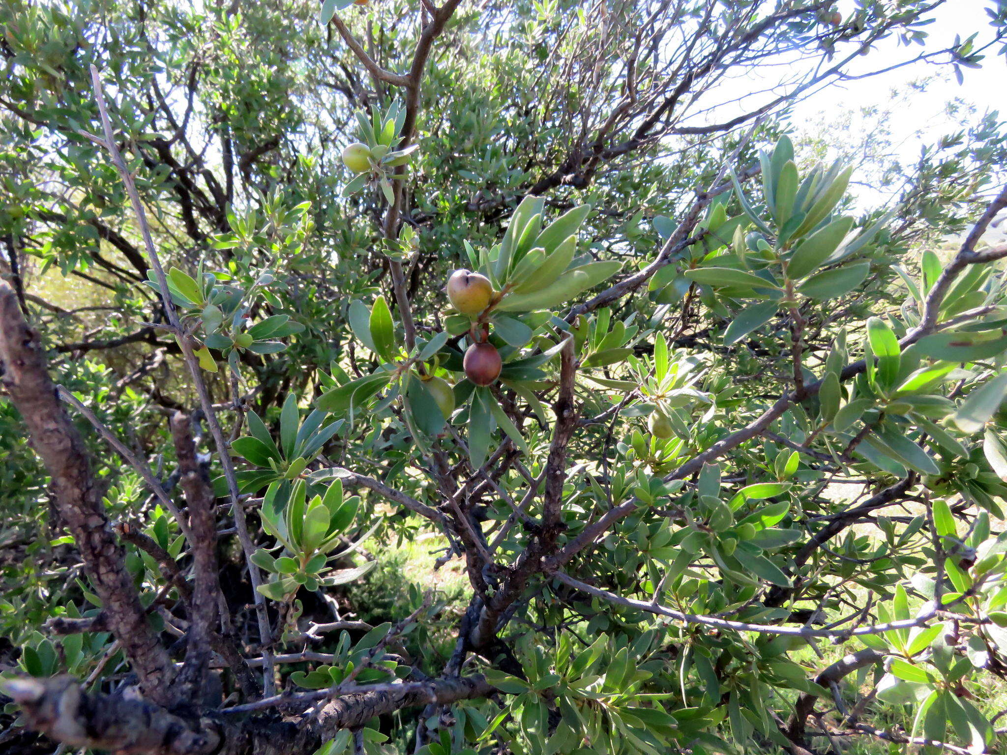 Diospyros lycioides subsp. lycioides的圖片