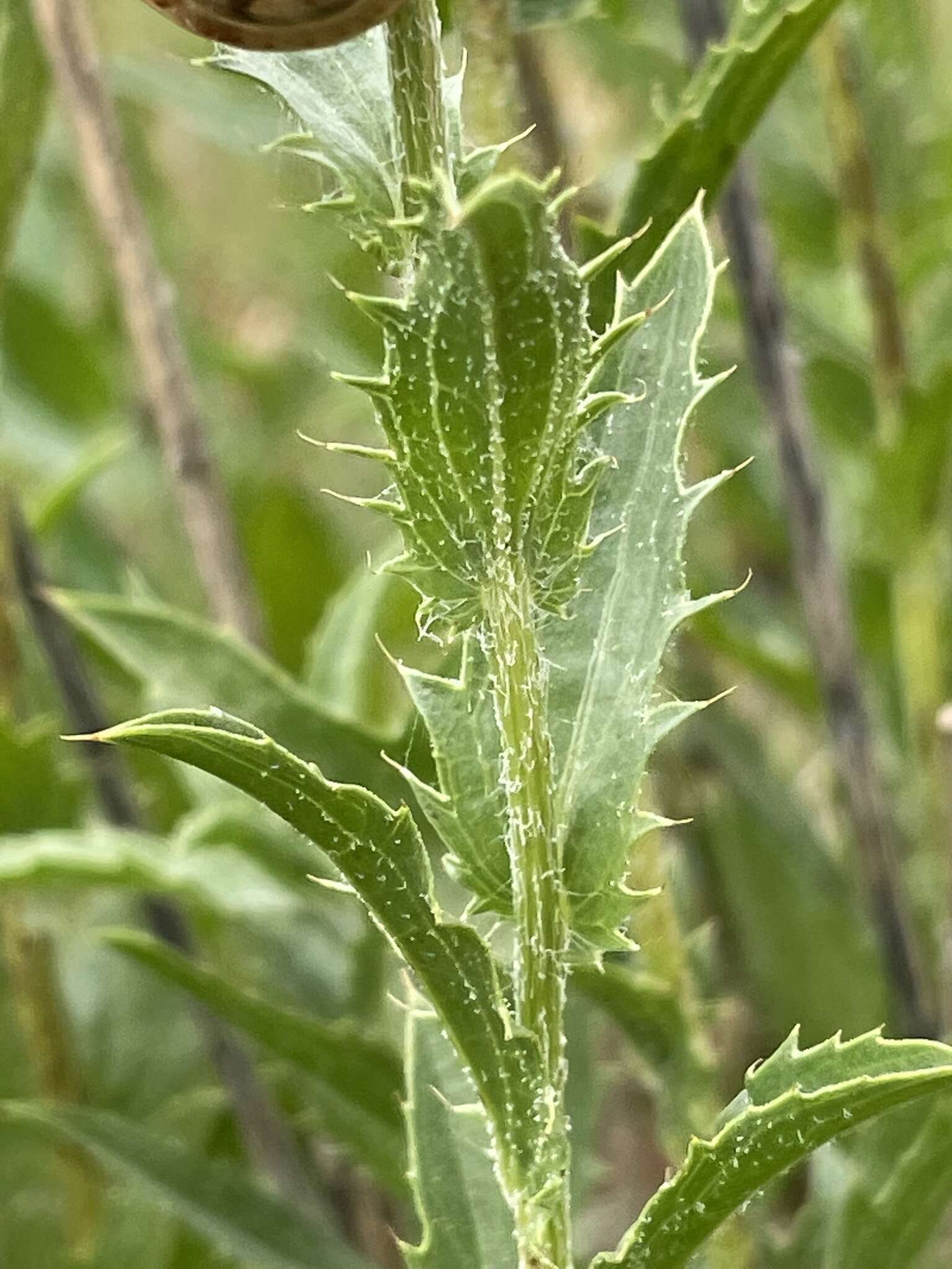 Carduncellus caeruleus (L.) C. Presl的圖片