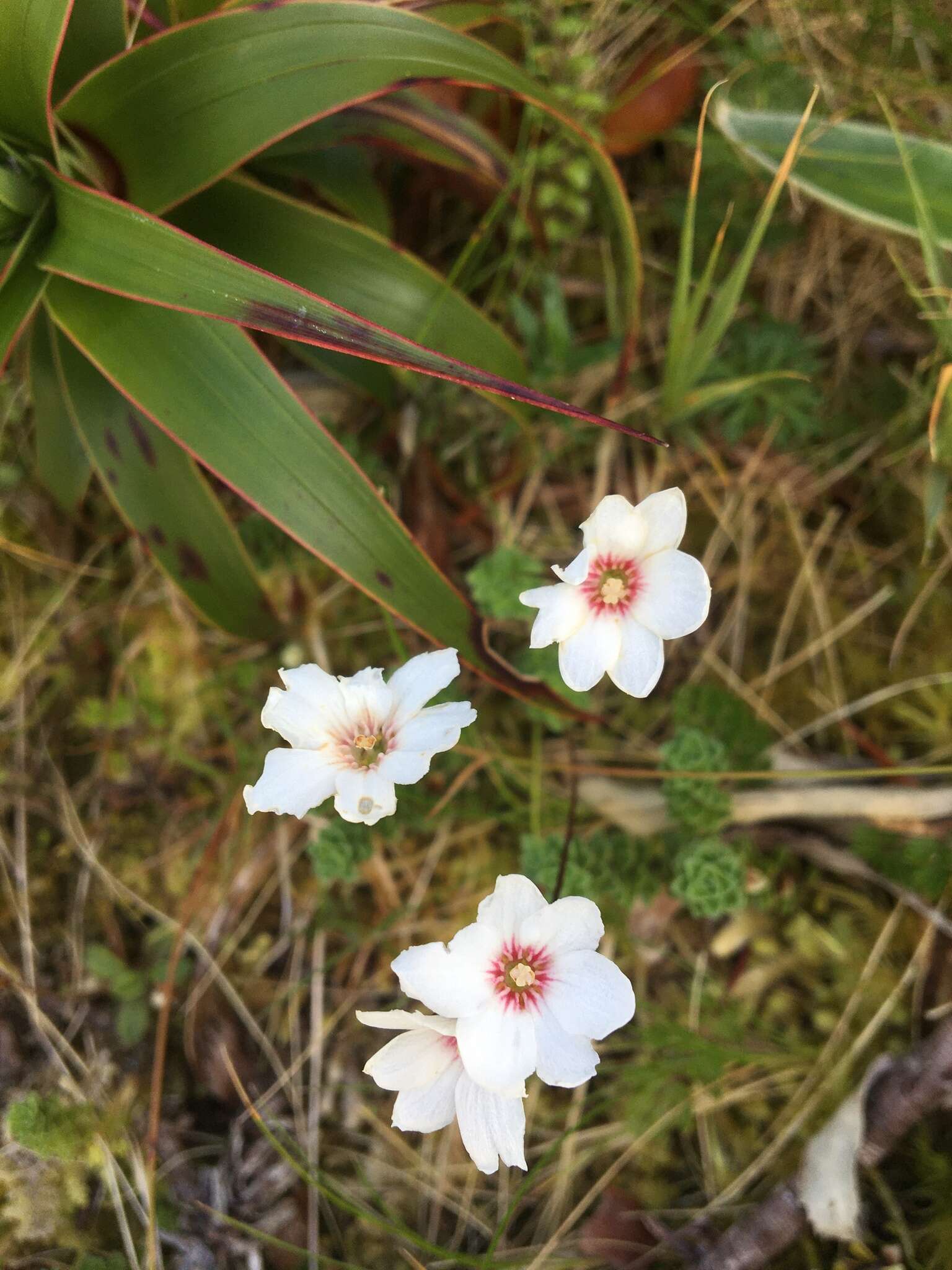 Image of Forstera sedifolia Forst. fil.