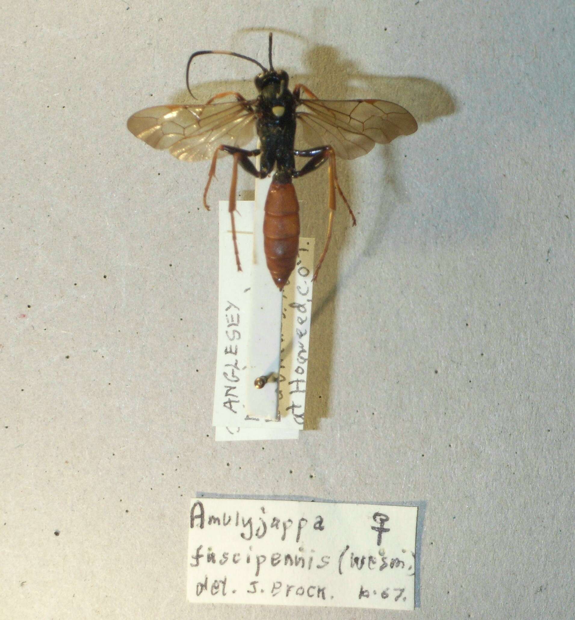 Image of Amblyjoppa fuscipennis (Wesmael 1845)