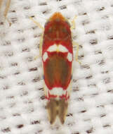 Image of Grapevine Leafhopper