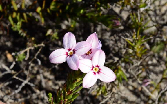 Image of Gnidia linearifolia (Wikstr.) Peterson