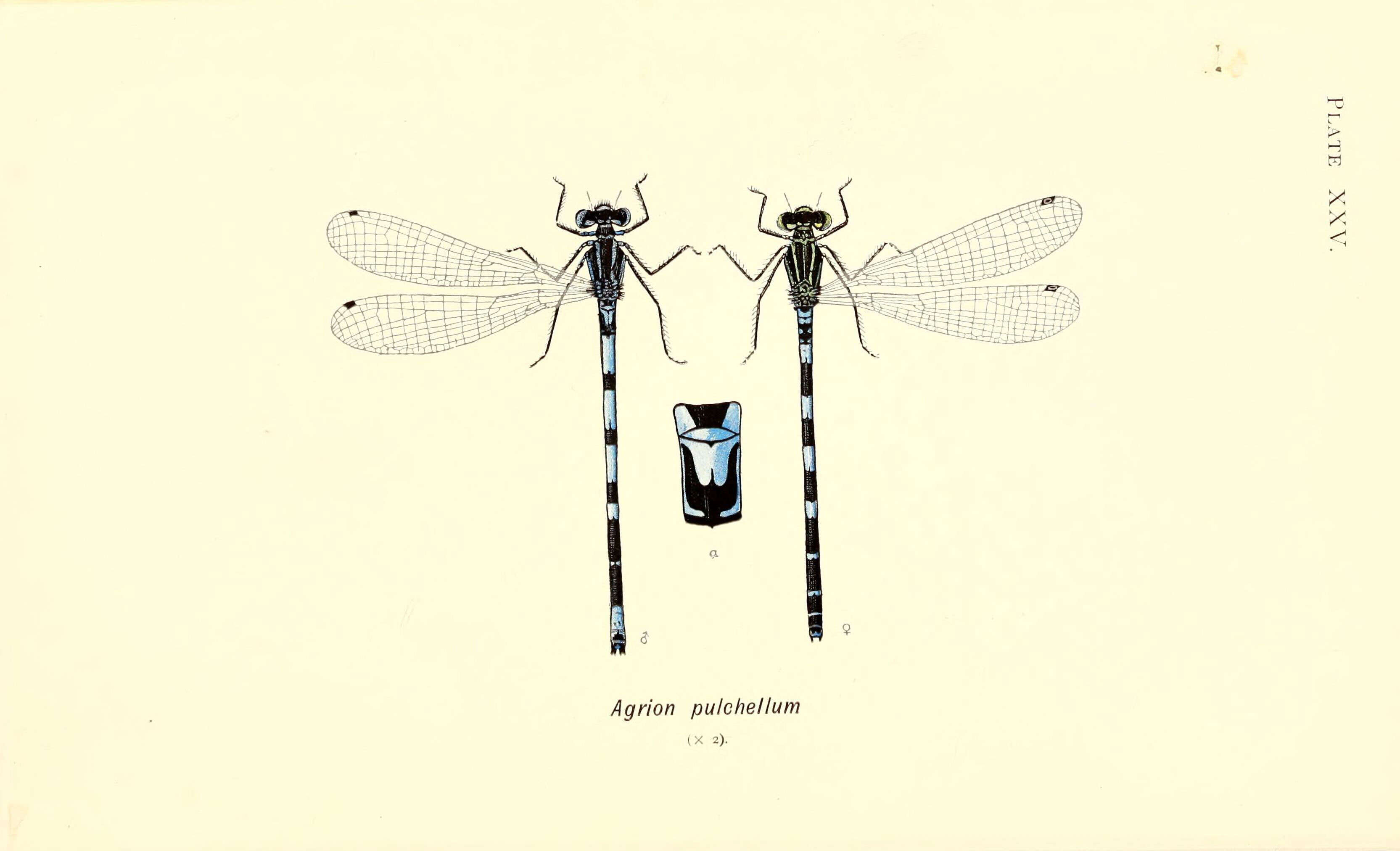 Imagem de Coenagrion pulchellum (Vander Linden 1825)