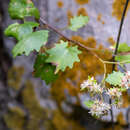 Слика од Hylotelephium populifolium (Pall.) H. Ohba