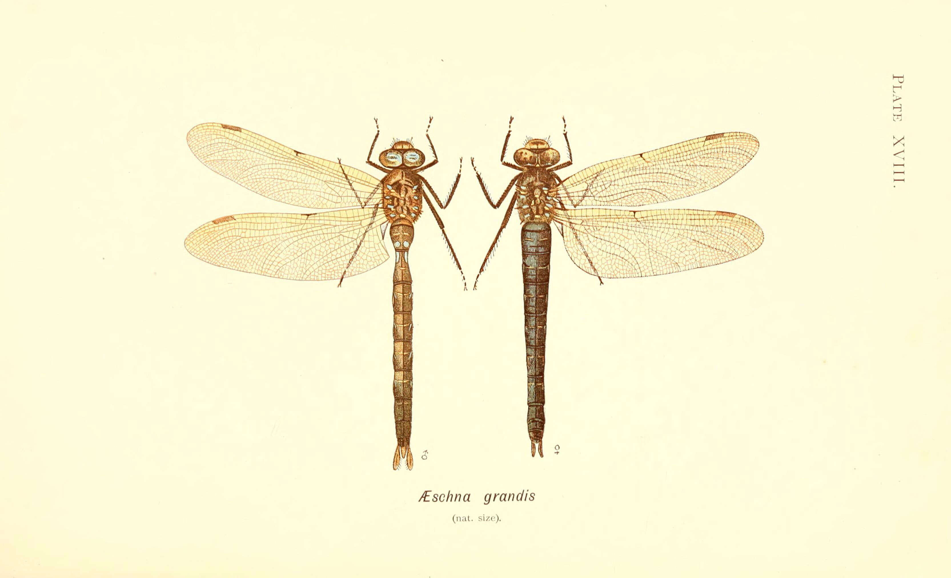 Image of Brown Hawker