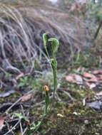 Image of Tiny greenhood