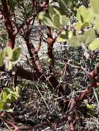 Imagem de Arctostaphylos glandulosa subsp. gabrielensis (P. V. Wells) J. E. Keeley, M. C. Vasey & V. T. Parker