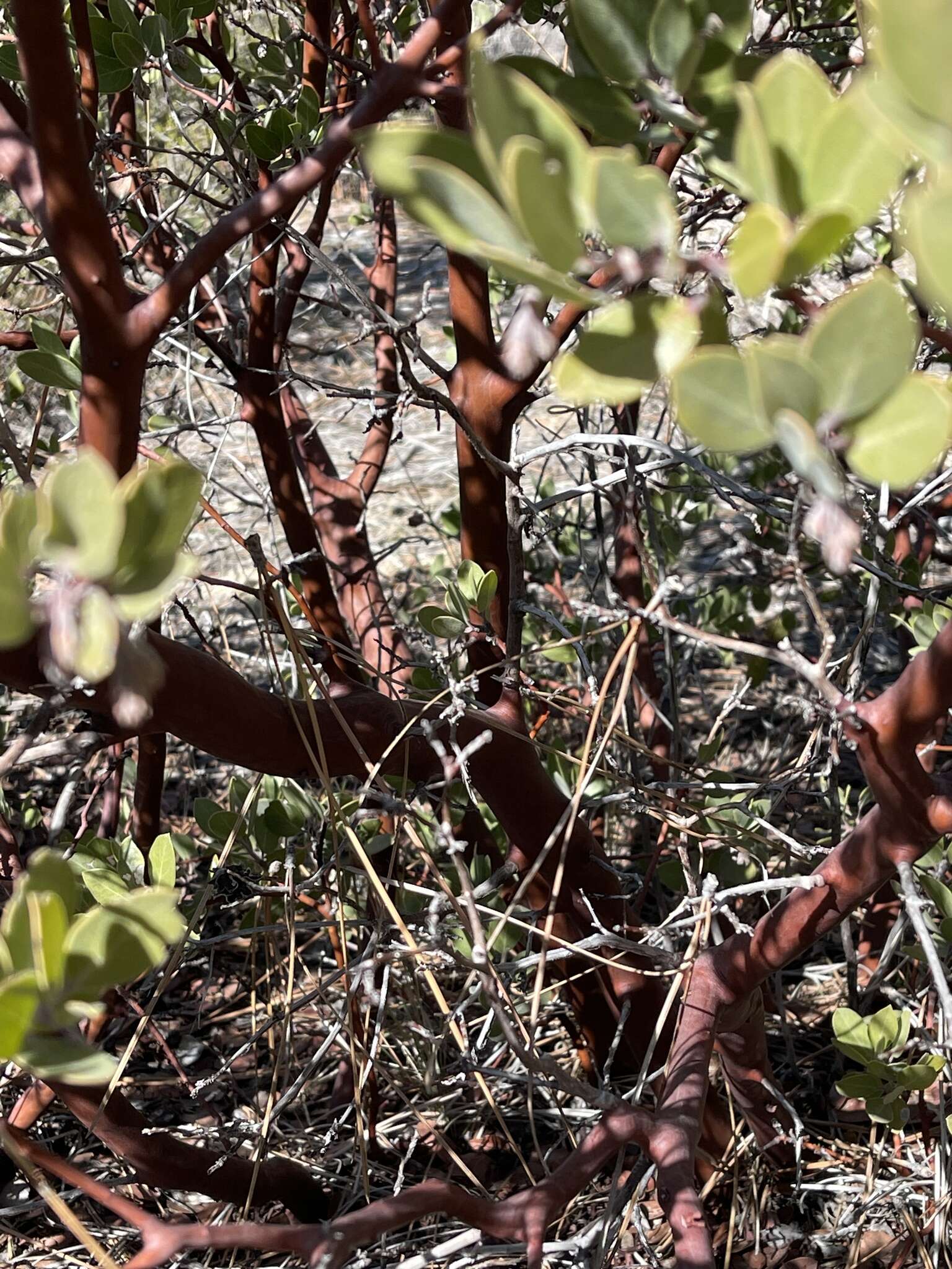 Imagem de Arctostaphylos glandulosa subsp. gabrielensis (P. V. Wells) J. E. Keeley, M. C. Vasey & V. T. Parker