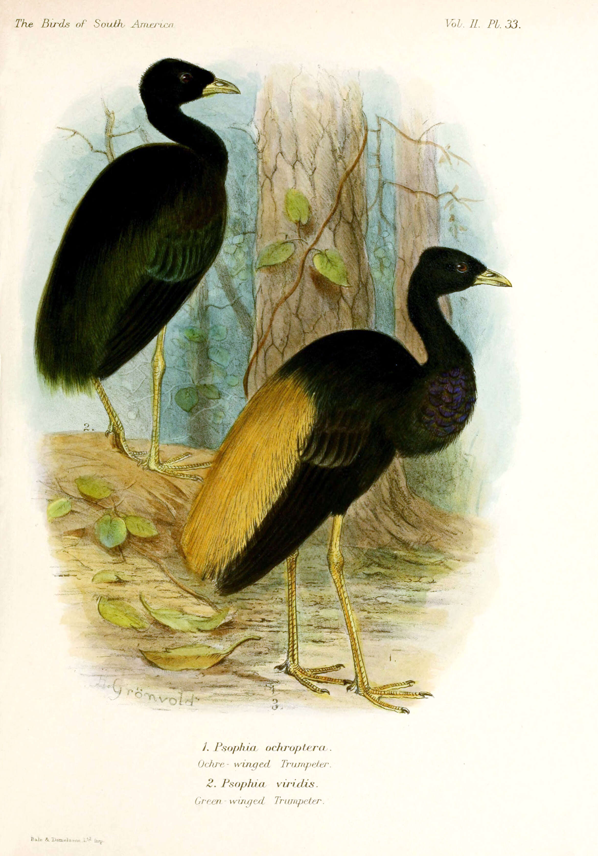 Image of Pale-winged Trumpeter