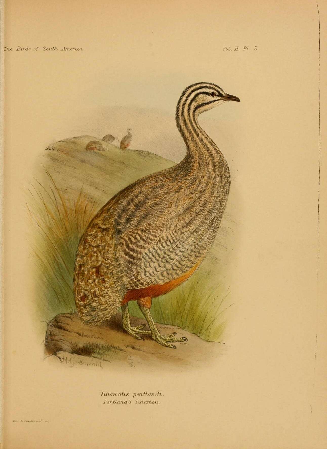 Image of Tinamotis Vigors 1837