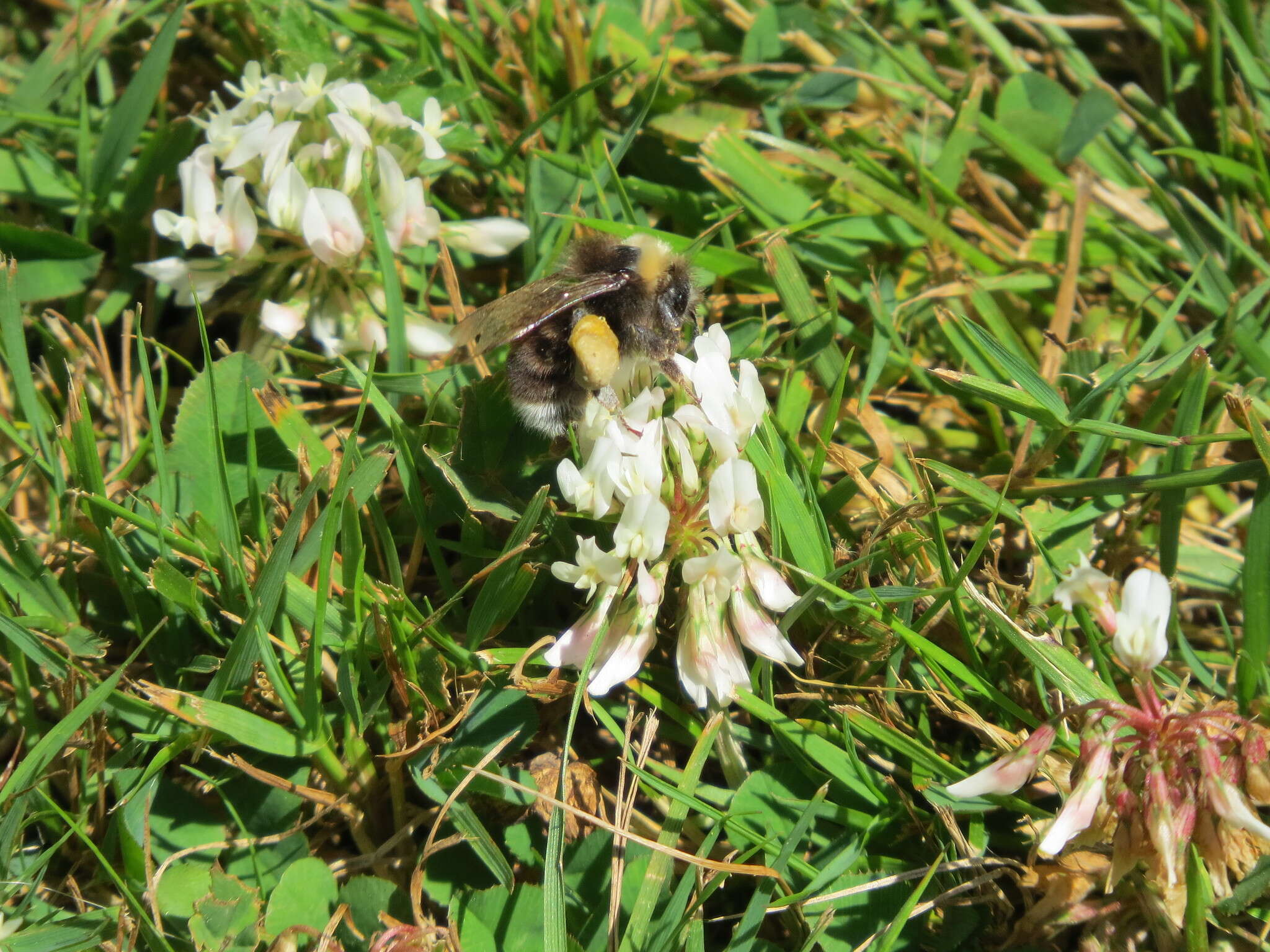 Слика од Bombus occidentalis occidentalis Greene 1858