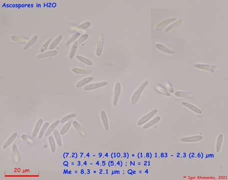 Image of Pyrenopeziza petiolaris (Alb. & Schwein.) Nannf. 1932