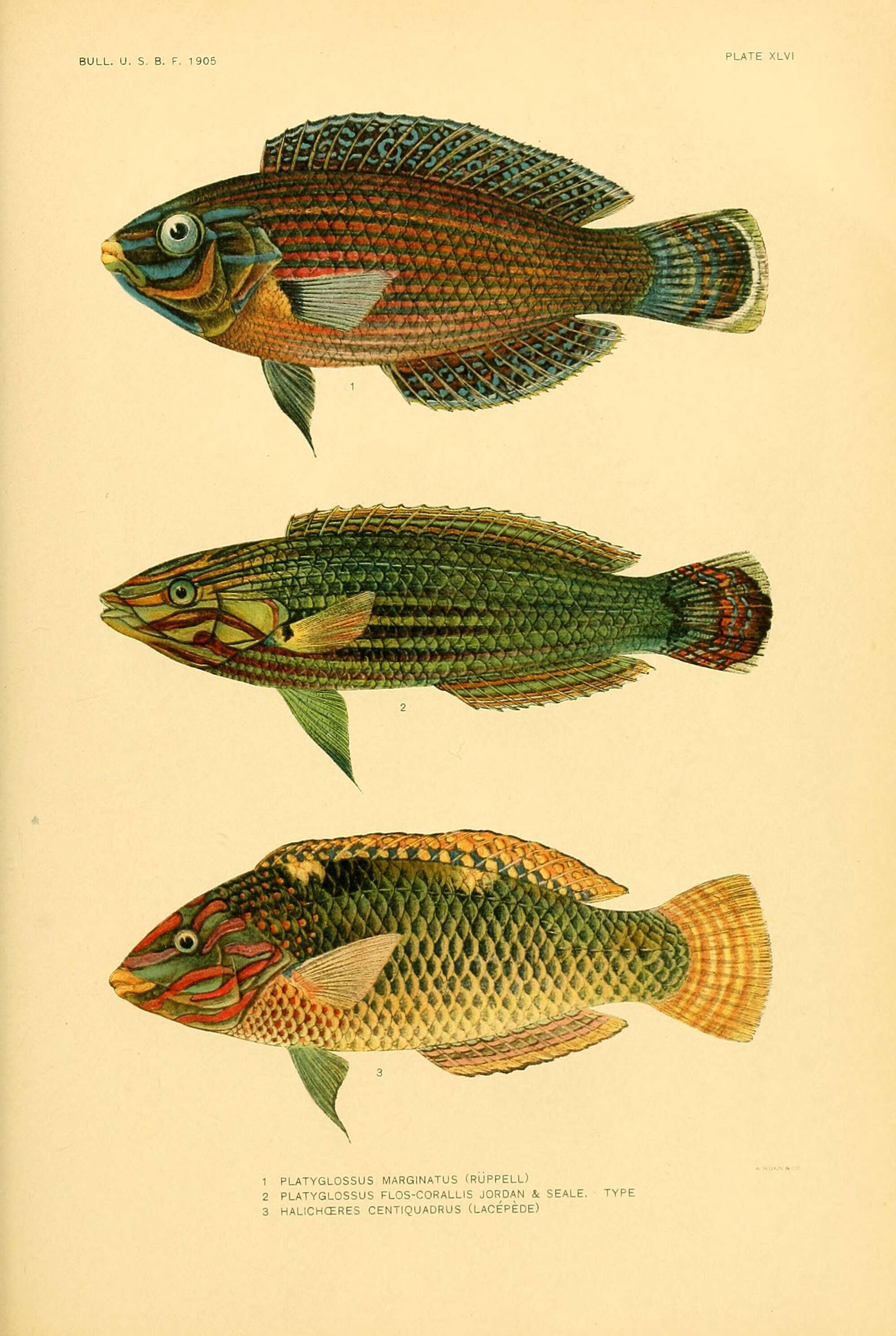 صورة Halichoeres melanurus (Bleeker 1851)