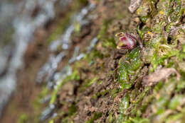 Image of Red Bead Orchid