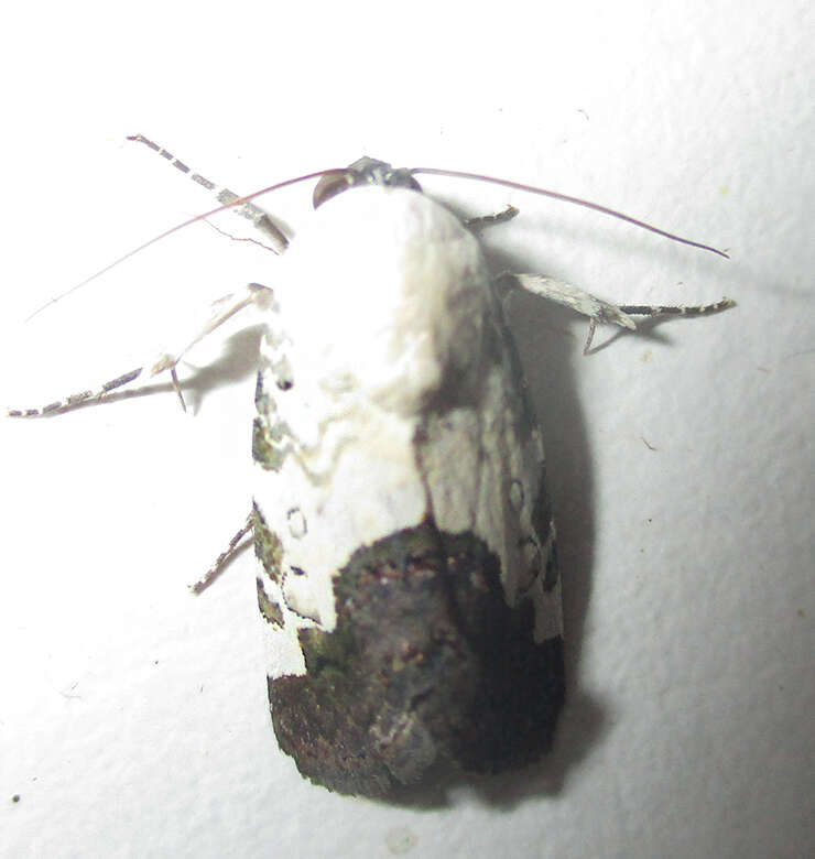 Image of Acontia discoidea Hopffer 1862