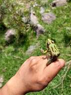 Image of Lithobates spectabilis (Hillis & Frost 1985)