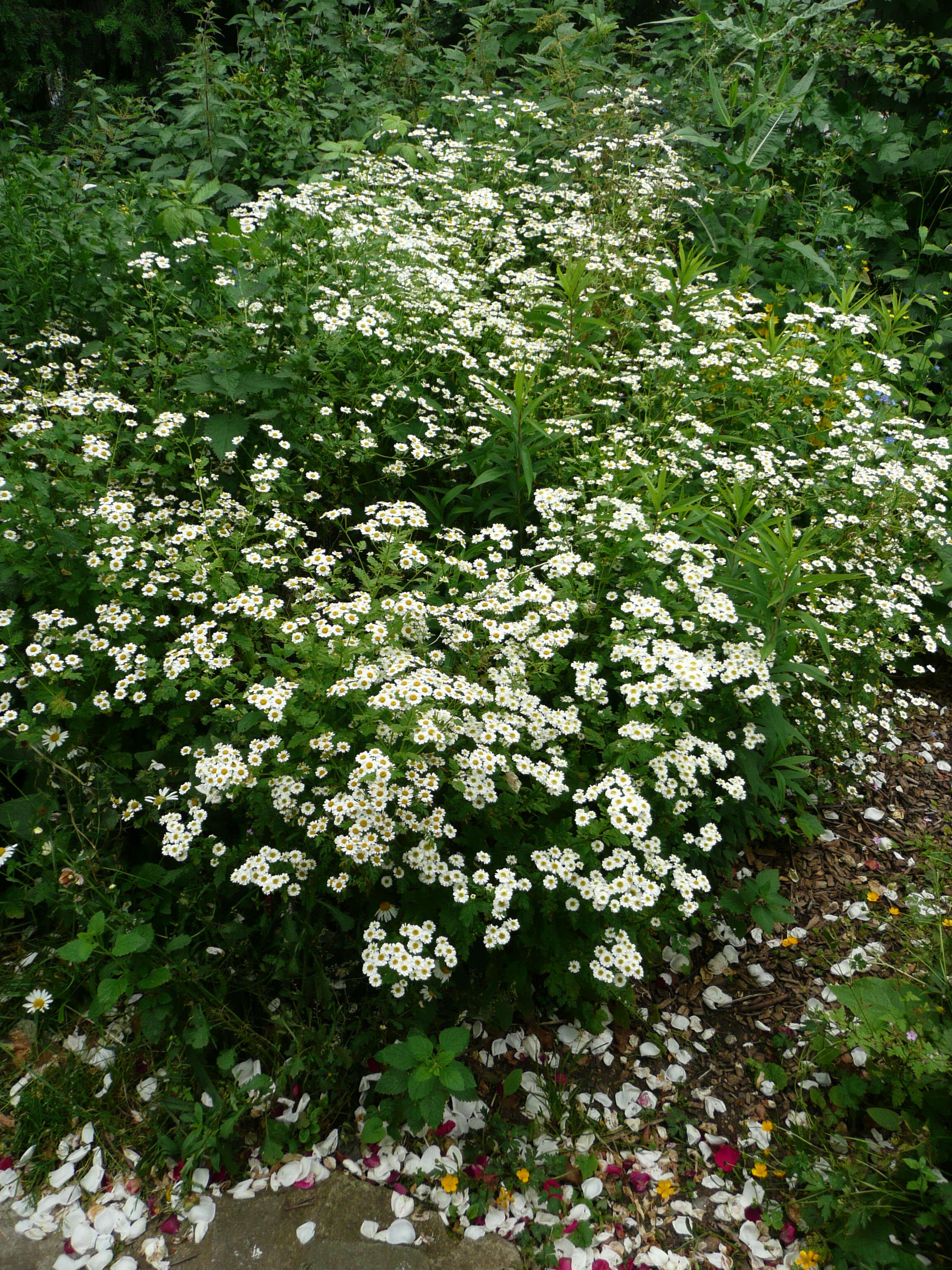 Image of feverfew