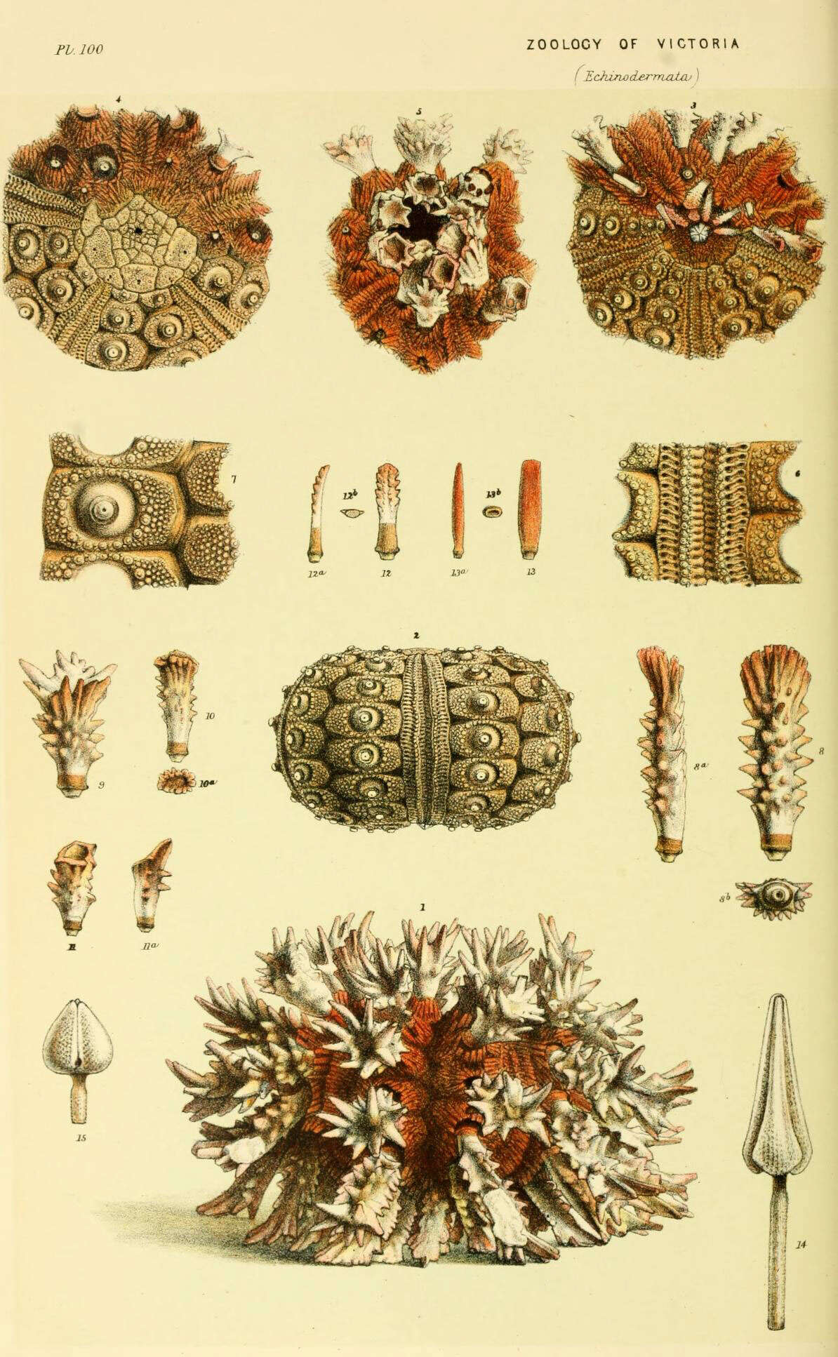 Image of sea urchins