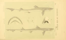 Слика од Mustelus antarcticus Günther 1870