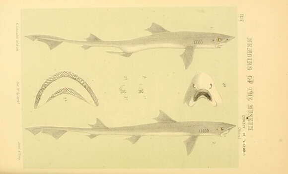 Слика од Mustelus antarcticus Günther 1870