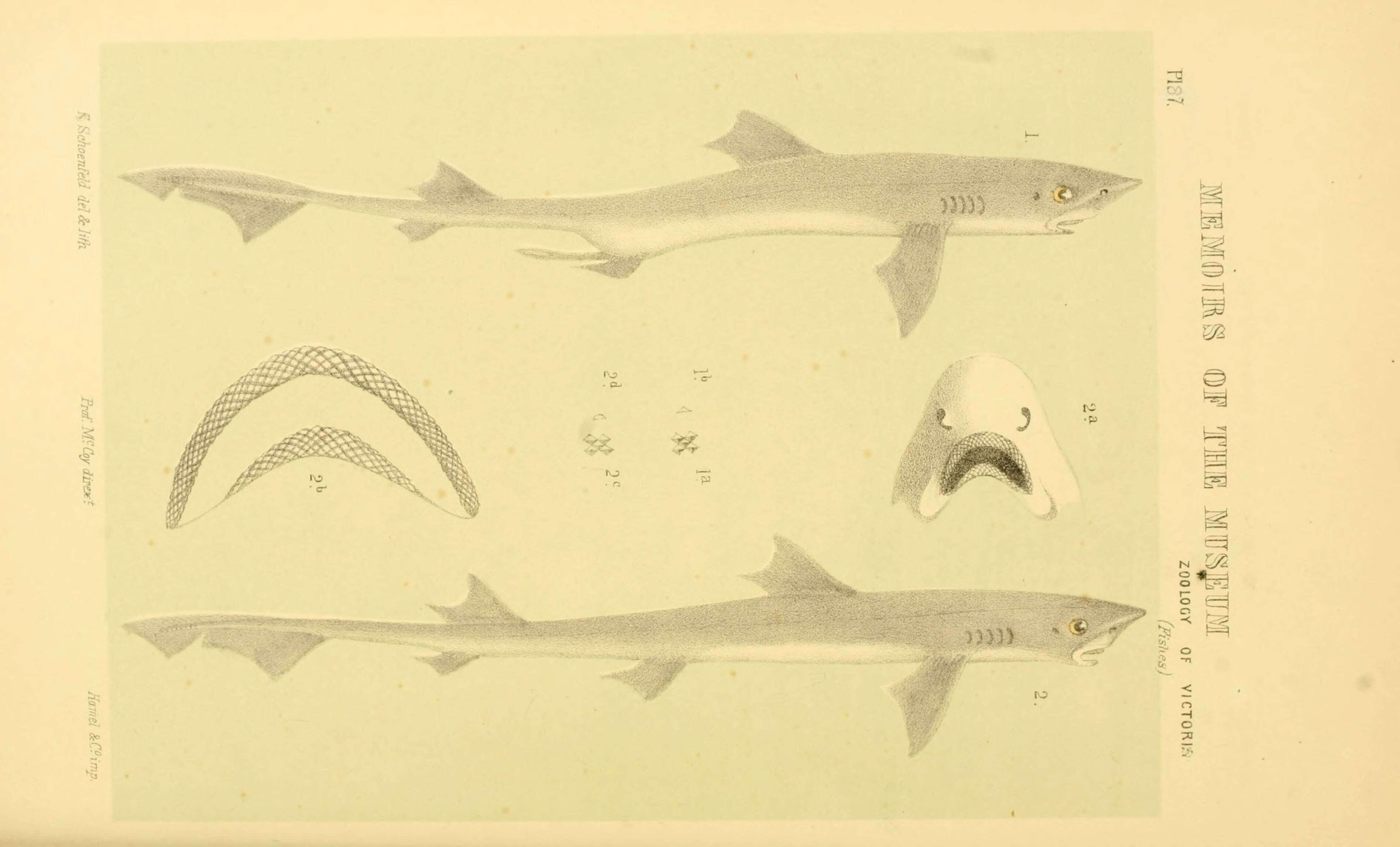 Слика од Mustelus antarcticus Günther 1870