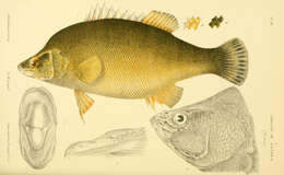 Image of Golden perch