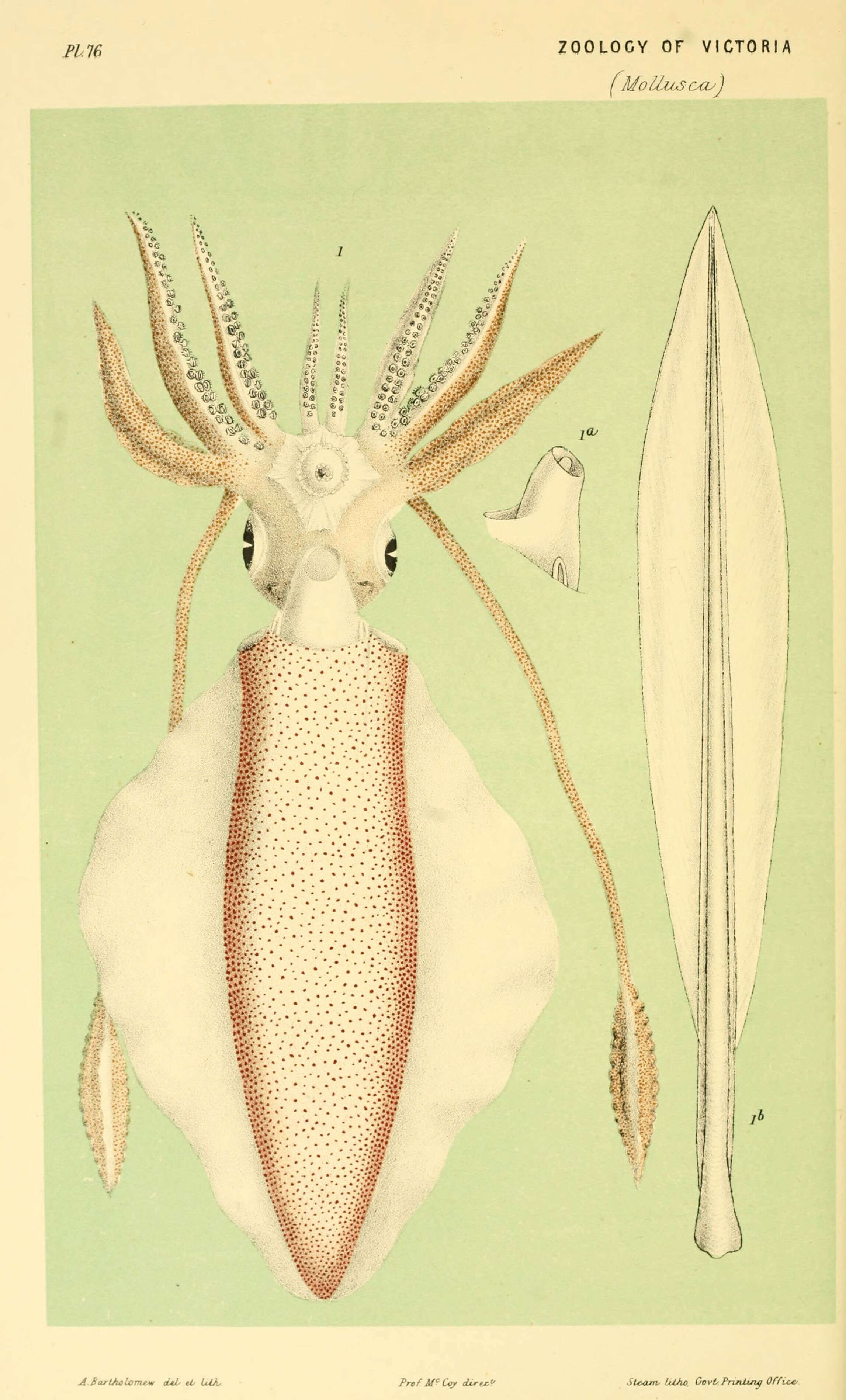 Image of Southern reef squid