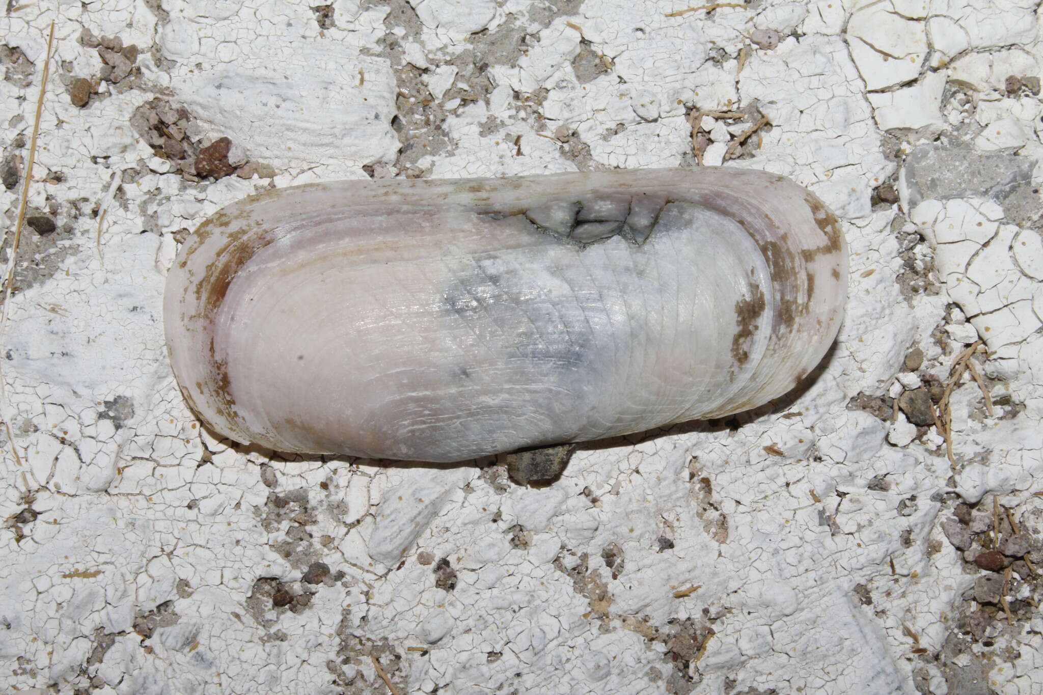 Image of short razor clam