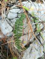 Image of Myriopteris microphylla (Sw.) Grusz & Windham