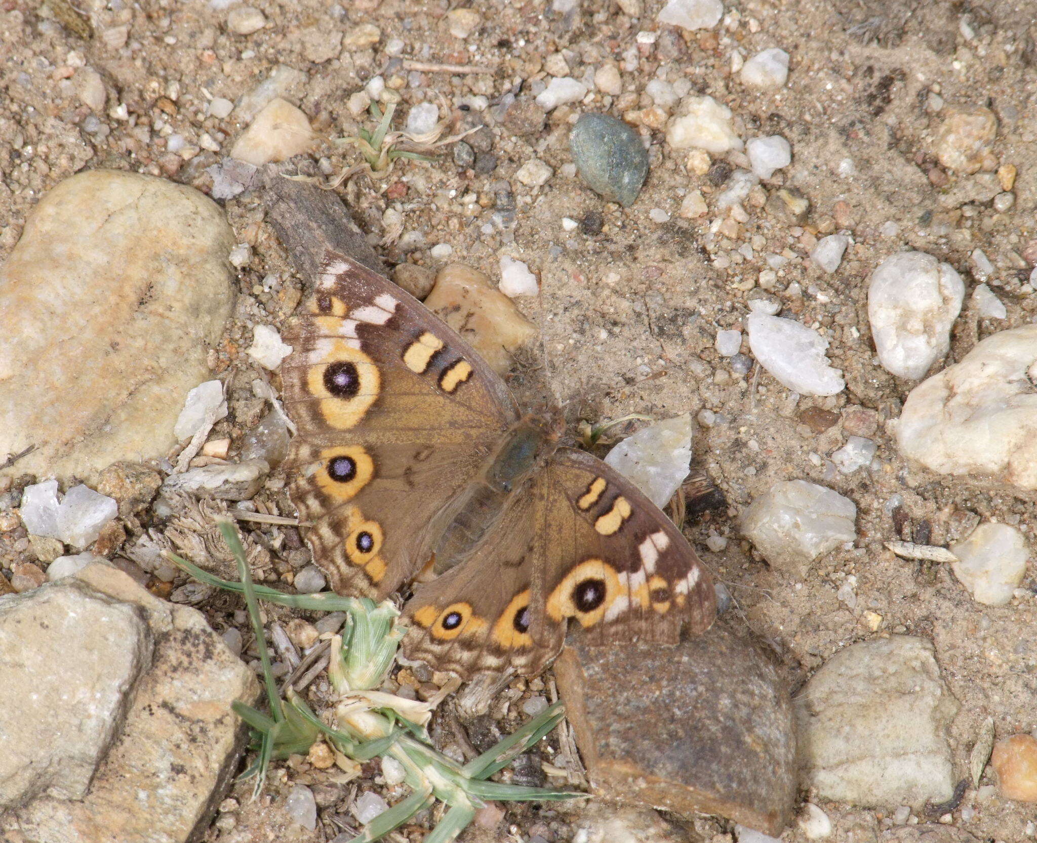 Image of Meadow Argus