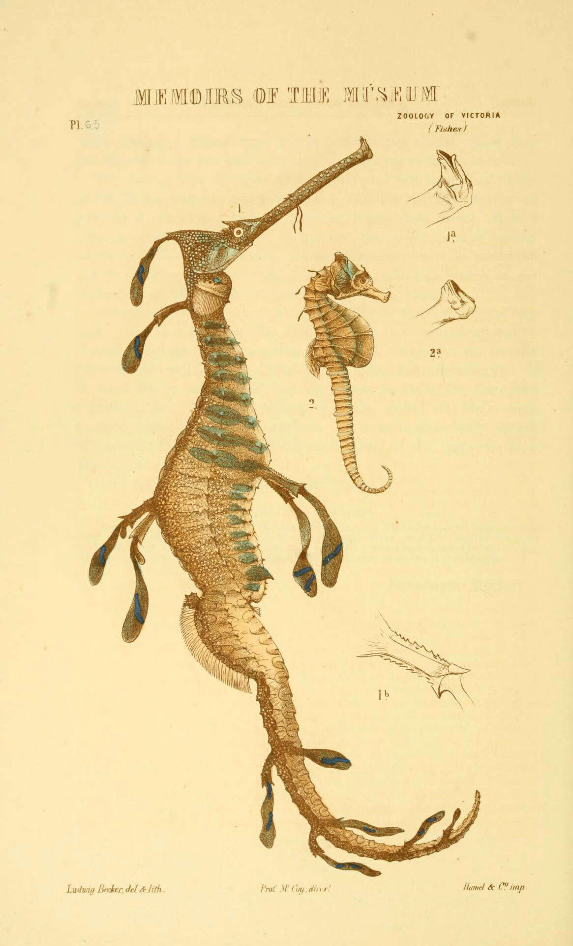 Image of Knobby Seahorse