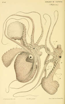 Image of Argonauta nodosa