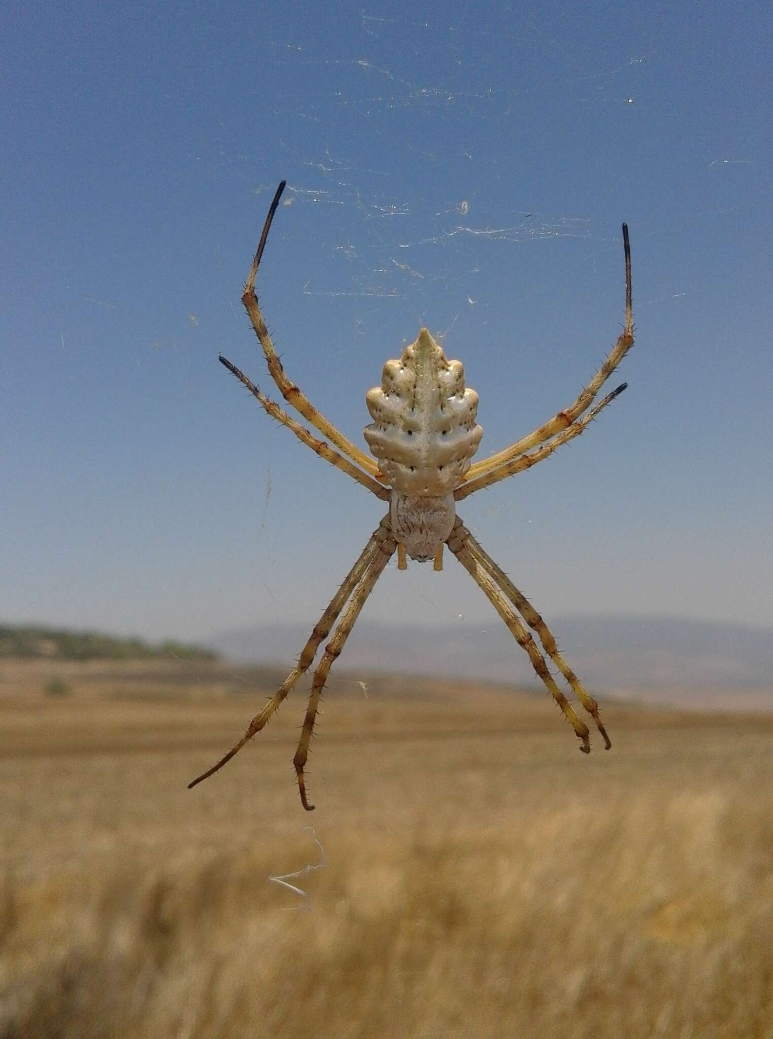 Image of Argiope lobata (Pallas 1772)