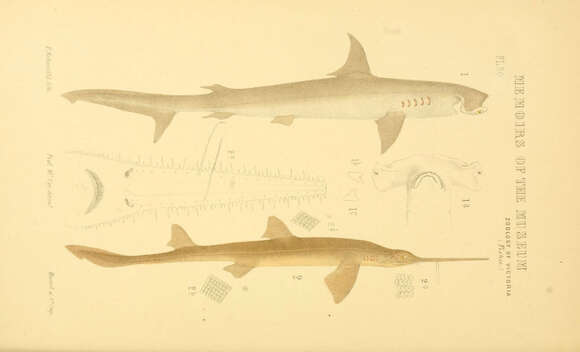 Image of Southern Sawshark