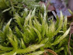 Image of streaky feather-moss