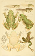 Image of Green and golden bell frog