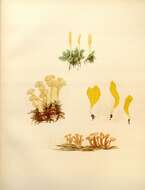 Imagem de Leotia lubrica (Scop.) Pers. 1797