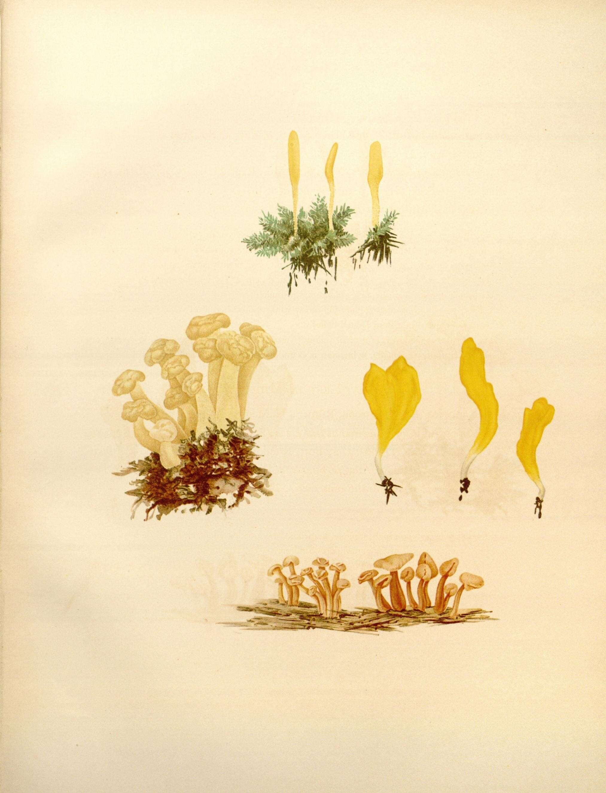 Plancia ëd Leotia lubrica (Scop.) Pers. 1797