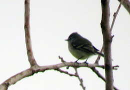 Image of White-crested Tyrannulet