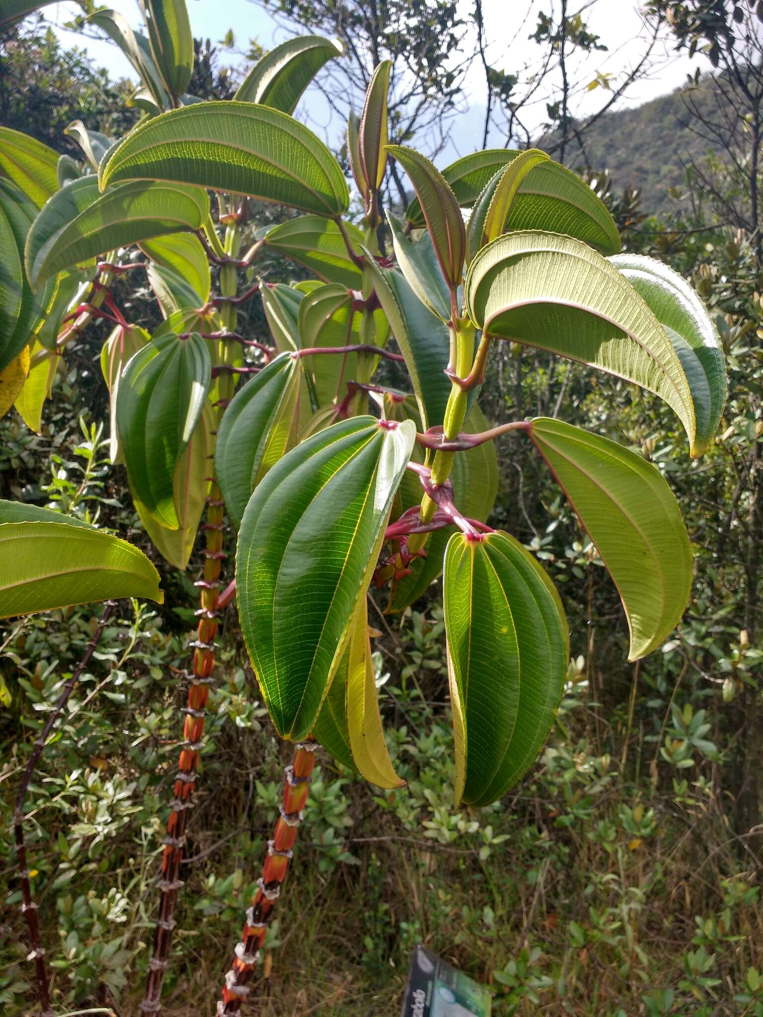 Image of Meriania nobilis Triana