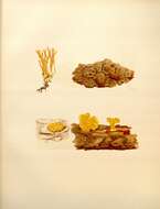 Imagem de Dacrymyces chrysospermus Berk. & M. A. Curtis 1873