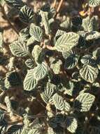 Image of fanleaf crinklemat